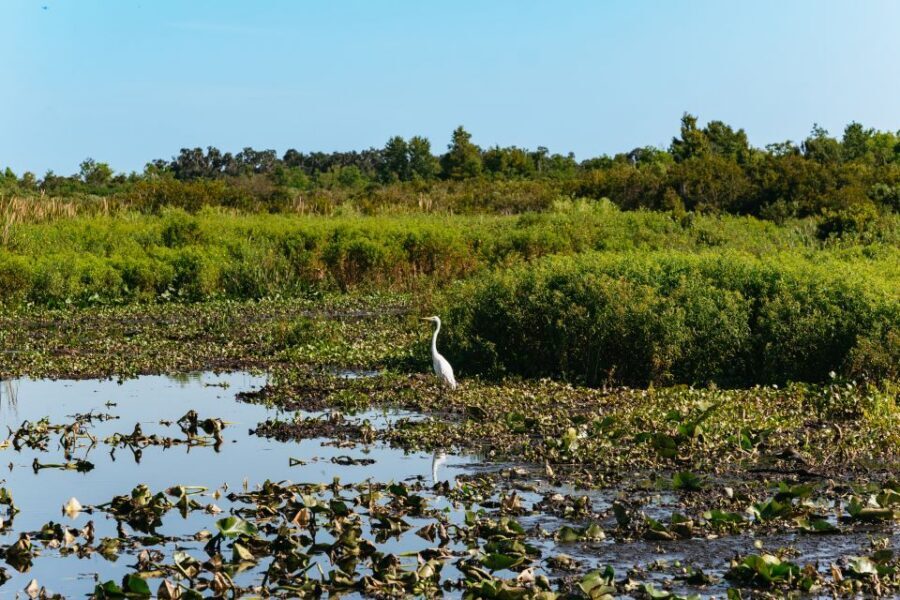 Kissimmee: Everglades Airboat Adventure Tour - One-Hour vs 90-Minute: Which Tour Length to Choose