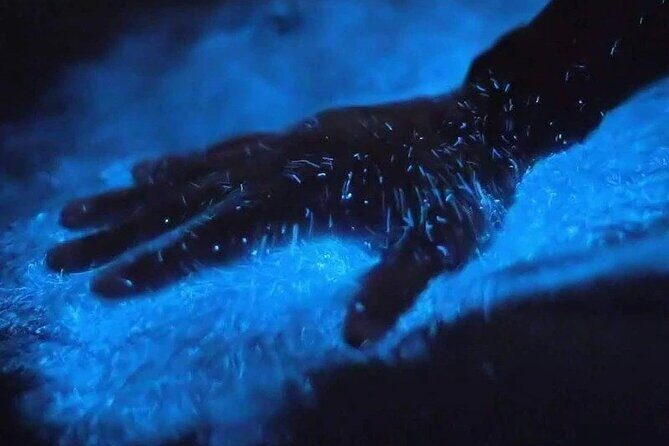 Magic After Dark Bioluminescence Kayak Tour Orlando - Key highlights to pay attention to