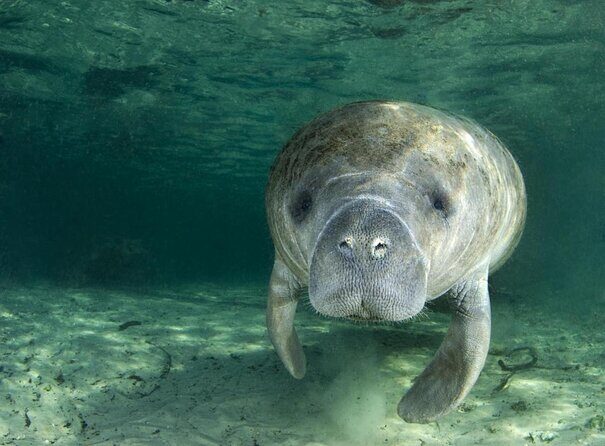 Manatee Snorkeling Adventure Tour with Lunch & Hotel Pickup - Quick hits before you go