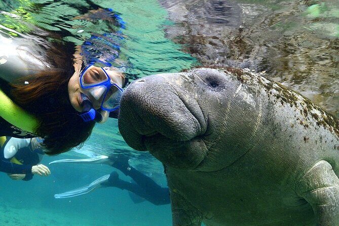 Manatee Snorkeling Adventure Tour with Lunch & Hotel Pickup - Orlando pickup and the early start you’ll actually thank yourself for