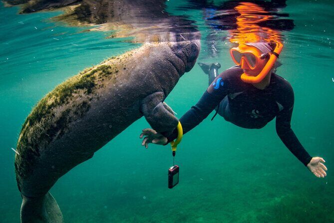 Manatee Snorkeling Adventure Tour with Lunch & Hotel Pickup - Homosassa State Wildlife Park: the underwater viewing chamber experience