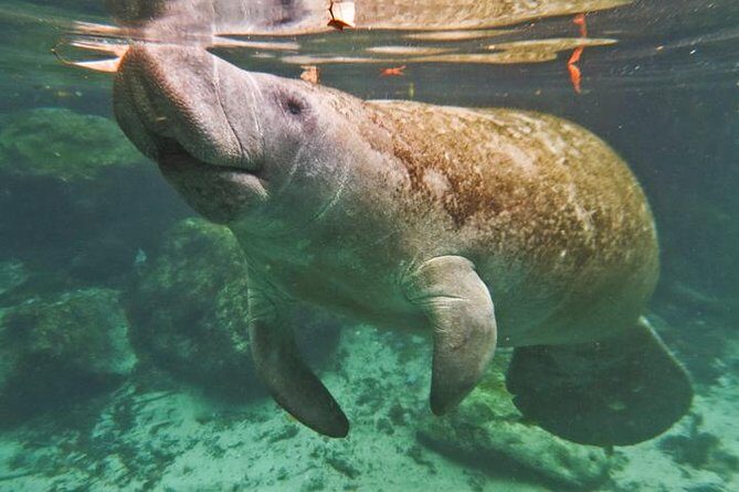 Manatee Snorkeling Adventure Tour with Lunch & Hotel Pickup - Wildlife all around: more than manatees at Homosassa