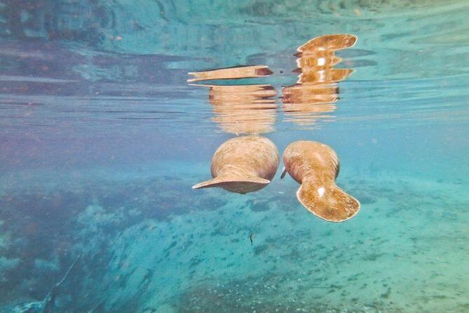 Manatee Snorkeling Adventure Tour with Lunch & Hotel Pickup - Picnic lunch: a real break before the airboat rush