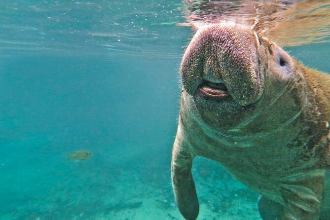 Manatee Snorkeling Adventure Tour with Lunch & Hotel Pickup - Withlacoochee River airboat ride: the afternoon thrill option