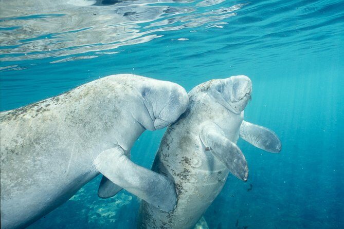 Manatee Snorkeling Adventure Tour with Lunch & Hotel Pickup - Price and what makes $169 feel fair