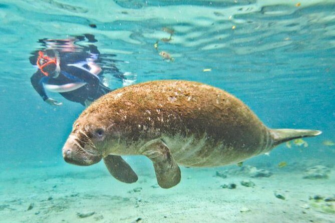 Manatee Snorkeling Adventure Tour with Lunch & Hotel Pickup - Crystal River National Wildlife Refuge boat cruise: your first manatee chance