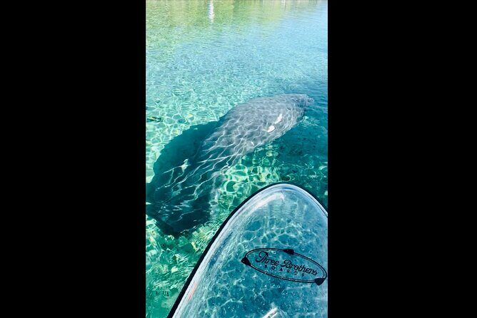 Manatees, Monkeys and Florida Natural Spring Adventure Tour - Key points to know before you go