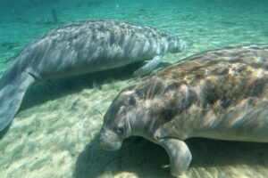 Manatees, Monkeys and Florida Natural Spring Adventure Tour - Stop one: shaded paddling to the main spring opening