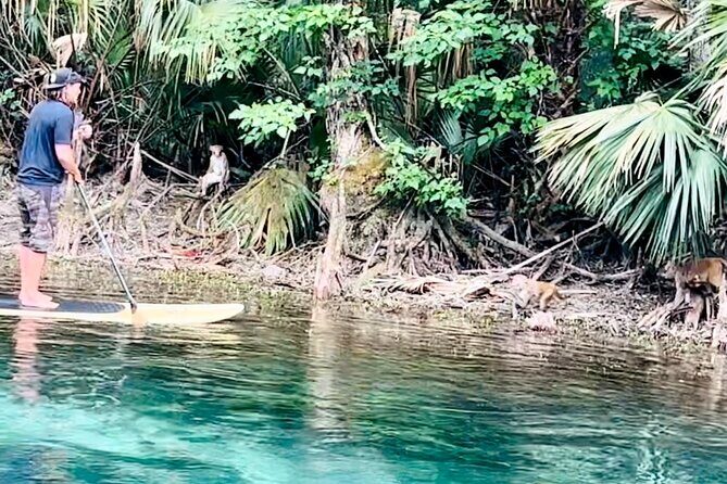 Manatees, Monkeys and Florida Natural Spring Adventure Tour - Stop two: the wider Silver Springs River stretch for manatees