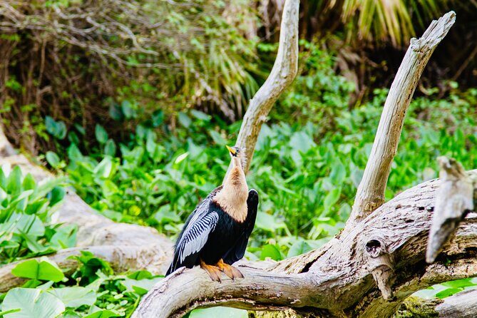 Manatees, Monkeys and Florida Natural Spring Adventure Tour - Equipment that actually changes your view: clear SUPs, clear kayaks, life vests