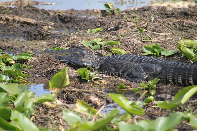 One-Hour Airboat Ride Near Orlando - The park before the airboat: butterfly garden, viewing spots, and Native storytelling