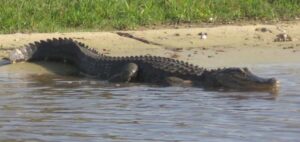 Orlando: Airboat Ride Tour with Hotel Pickup - Pickup From Orlando, Kissimmee, and Disney Areas (And Why It Matters)