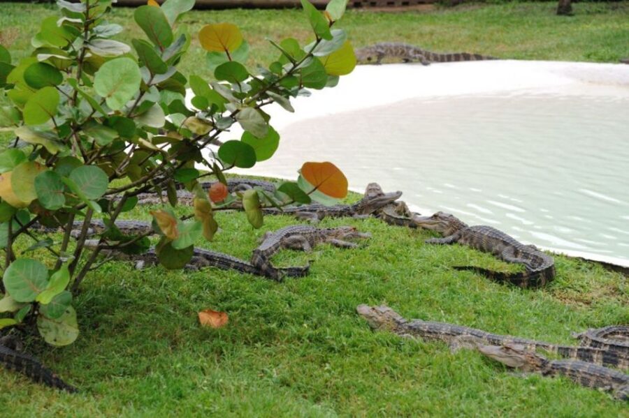 Orlando: Airboat Ride Tour with Hotel Pickup - Reviews in Practice: What Really Goes Right
