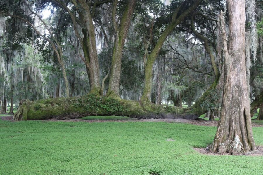 Orlando: Airboat Ride Tour with Hotel Pickup - What to Bring (So the Wind Doesn’t Win)