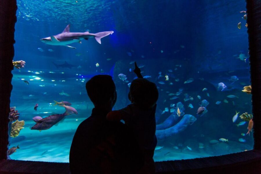 Orlando: All-Inclusive Pass with Kennedy Space Center - Beyond the headlines: Gatorland, airboats, safaris, and the Florida outdoors day