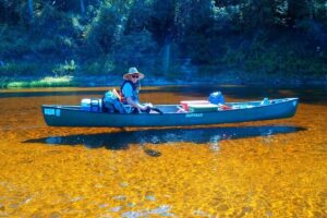 Orlando Alligator Experience - Wildlife spotting that’s more than luck