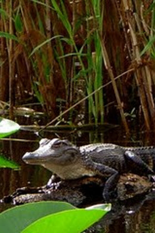 Orlando Alligator Experience: Day-Trip From Orlando - Key Highlights Worth Planning For