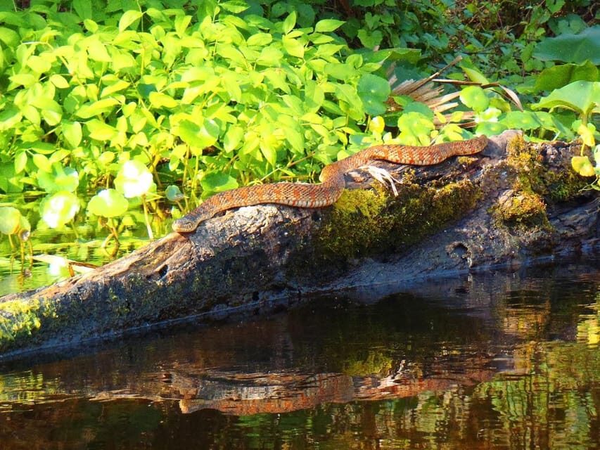 Orlando Alligator Experience: Day-Trip From Orlando - Wildlife Checklist: Alligators, Plus Otters, Turtles, Bears, and More