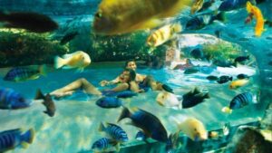 Orlando: Aquatica Water Park Admission Ticket - Your one-day admission ticket: what $59 covers and what it doesn’t