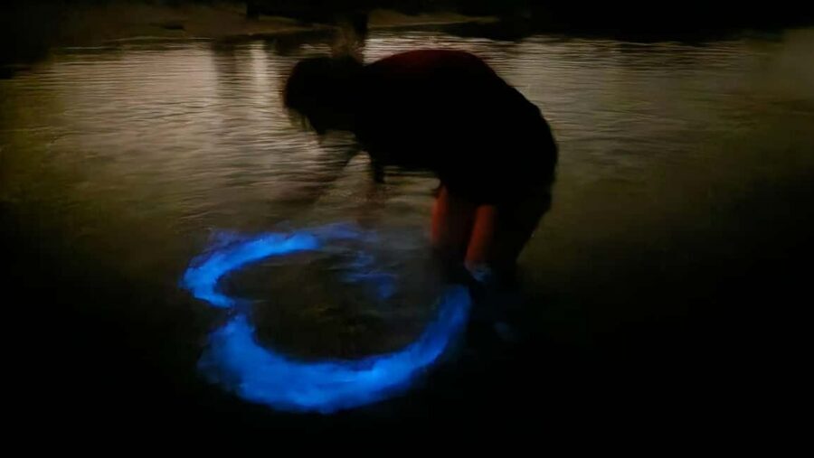 Orlando: Bioluminescence Kayak Adventure - Key Points to Know Before You Go