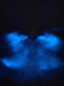Orlando: Bioluminescence Kayak Tour - Meeting, check-in, and getting ready without wasting daylight