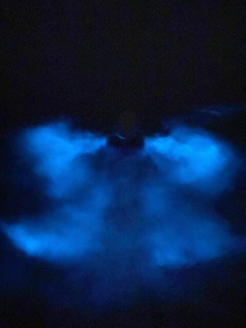Orlando: Bioluminescence Kayak Tour - Meeting, check-in, and getting ready without wasting daylight