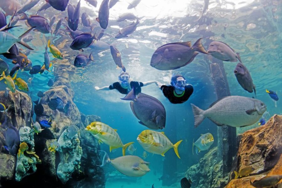 Orlando: Discovery Cove Admission Ticket & Additional Parks - Gear rules that help you pack less