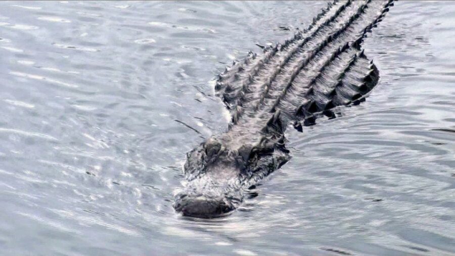 Orlando: Everglades Airboat Ride and Wildlife Park Ticket - Wild Florida Is a Quick Escape from the Orlando Theme-Park Bubble