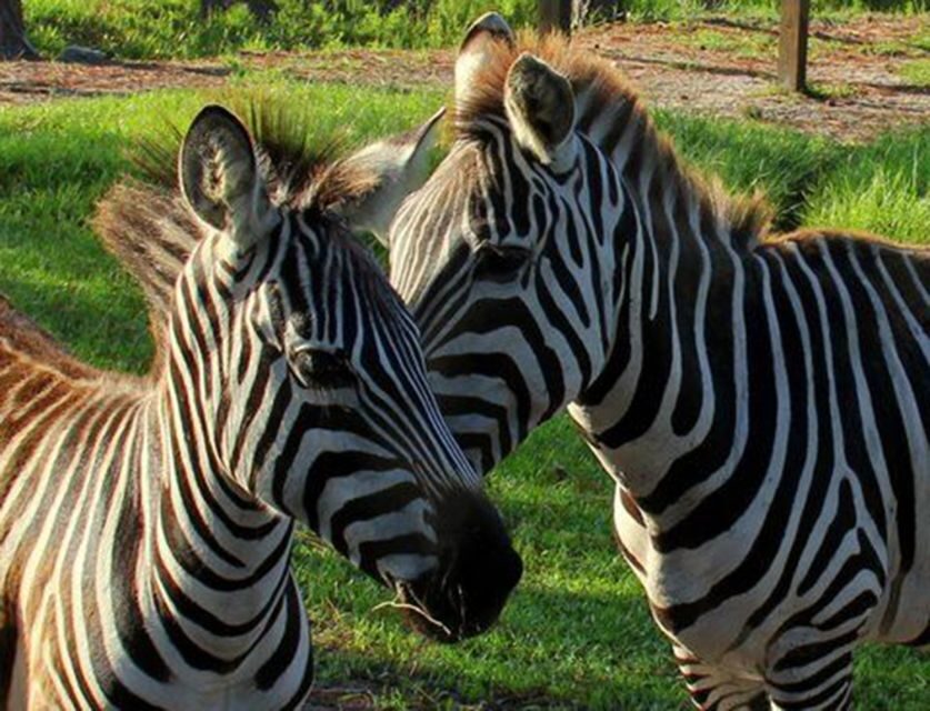 Orlando: Everglades Airboat Ride and Wildlife Park Ticket - What the Airboat Eco Tour Feels Like on 4,200 Acres of Swamp