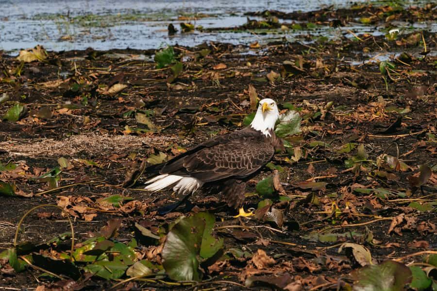 Orlando: Florida Everglades Wildlife Airboat Tour - Key things that make this tour worth your time