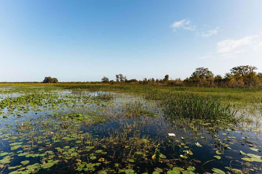 Orlando: Florida Everglades Wildlife Airboat Tour - Comfort and packing: what to bring for an airboat ride