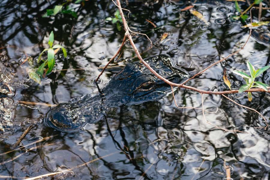 Orlando: Florida Everglades Wildlife Airboat Tour - Meeting Marsh Landing Adventures in Orlando: simple setup, quick start