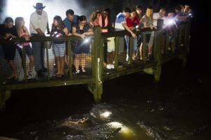 Orlando: Gatorland Flashlight Tour at Night - The 90-Minute Flow: From Meeting Point to Marsh Walk