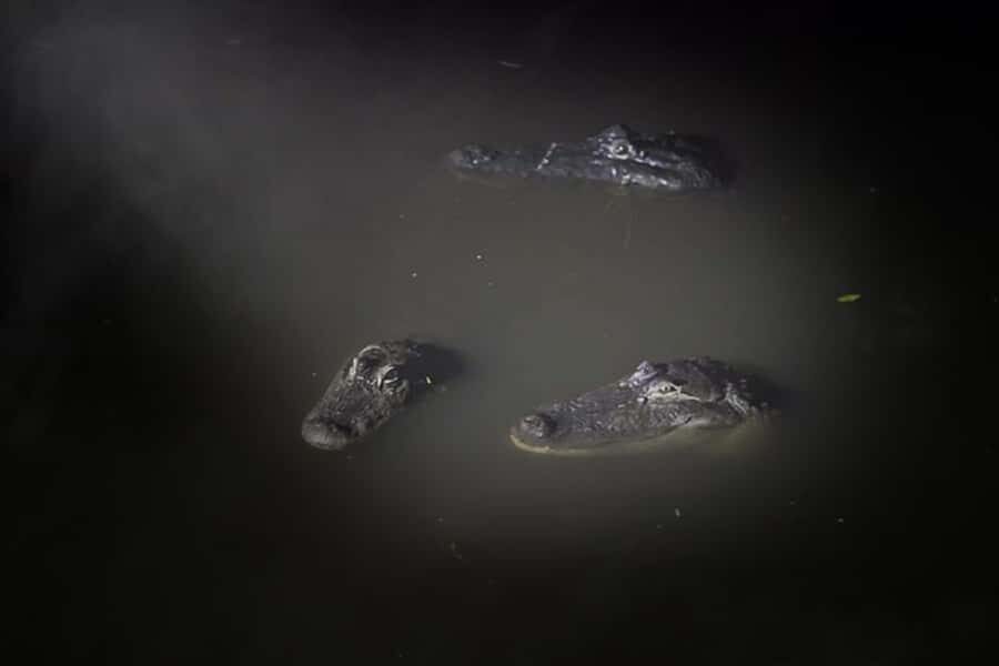 Orlando: Gatorland Flashlight Tour at Night - Price and Value: What $26 Includes (and What It Doesn’t)