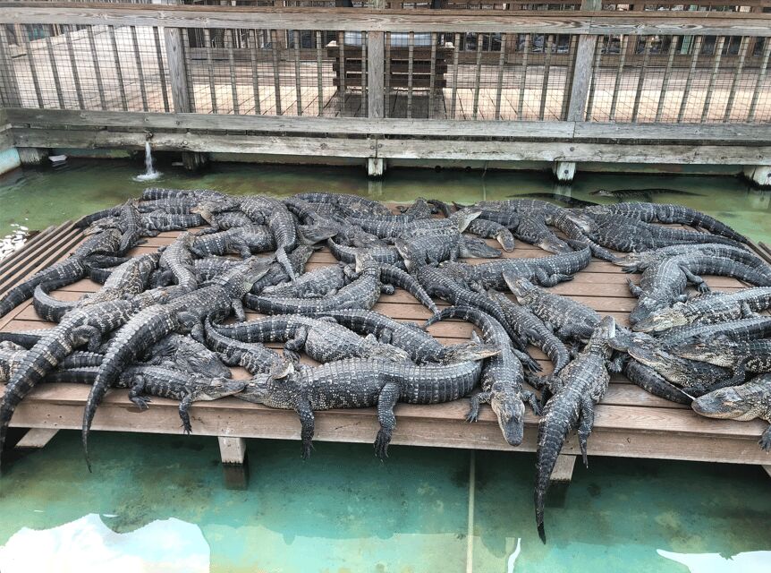Orlando: Gatorland Zipline Adventure w/ Full-Day Park Access - Flying Over Cuban and Nile Crocodiles (Yes, Really)