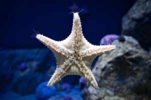 Orlando: Madame Tussauds and SEA LIFE Aquarium Combo Ticket - SEA LIFE Aquarium: Florida’s only 360-degree ocean tunnel