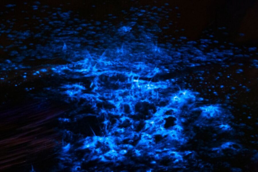 Orlando: Magic After Dark Bioluminescence Kayak Tour - Guides Like George and Astrid: Science You’ll Actually Remember