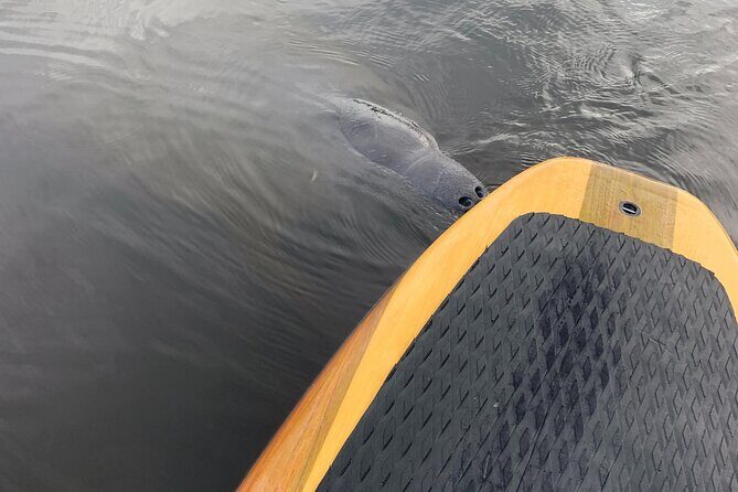 Orlando Manatee and Olde Florida History Adventure Tour - On-water comfort: SUP boards, kayaks, and the safety basics