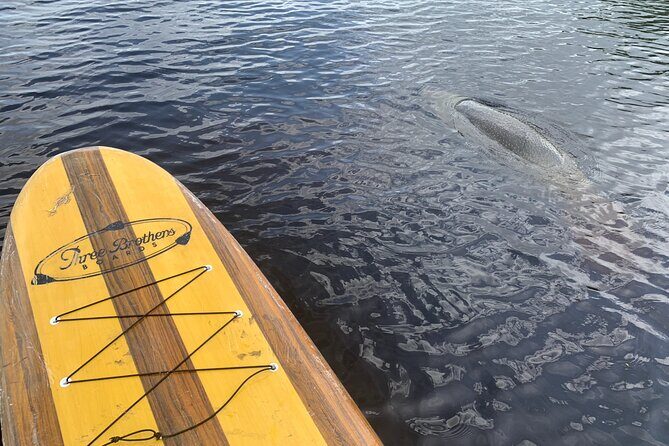 Orlando Manatee and Olde Florida History Adventure Tour - St. Johns River wildlife talk: manatees, birds, and the gator factor