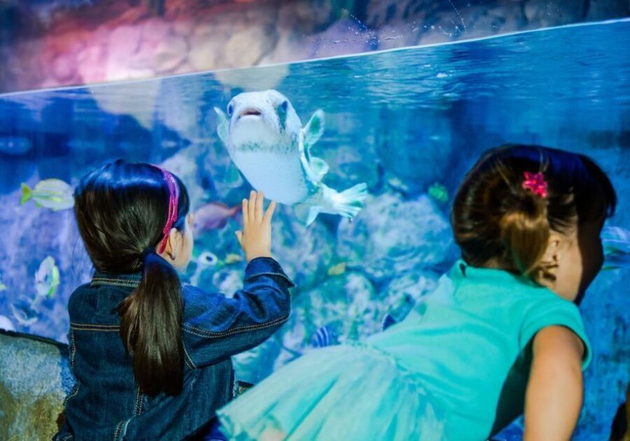 Orlando: SEA LIFE Orlando Aquarium - Key Things I’d Put on Your Must-See List