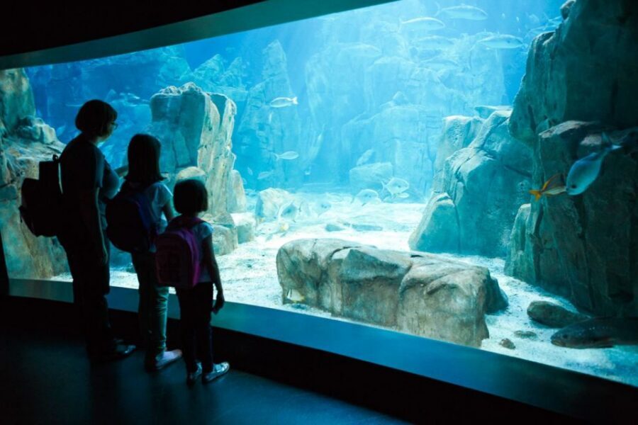 Orlando: SEA LIFE Orlando Aquarium - Touch Time at the Coastal Rock Pool: Sea Stars and Anemones Up Close