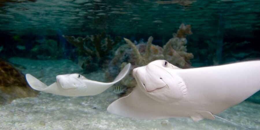 Orlando: SEA LIFE Orlando Aquarium - Ted and Chely: Why the Rescued Turtle Exhibit Hits Hard