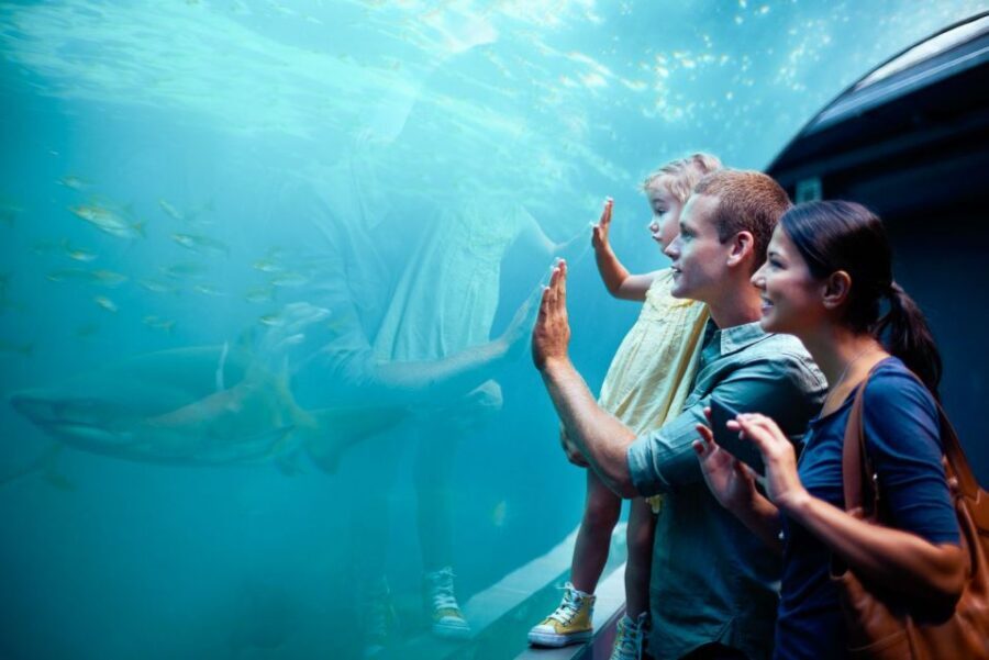 Orlando: SEA LIFE Orlando Aquarium - Optional Add-On Time: Shark VR and Behind-the-Scenes Tour