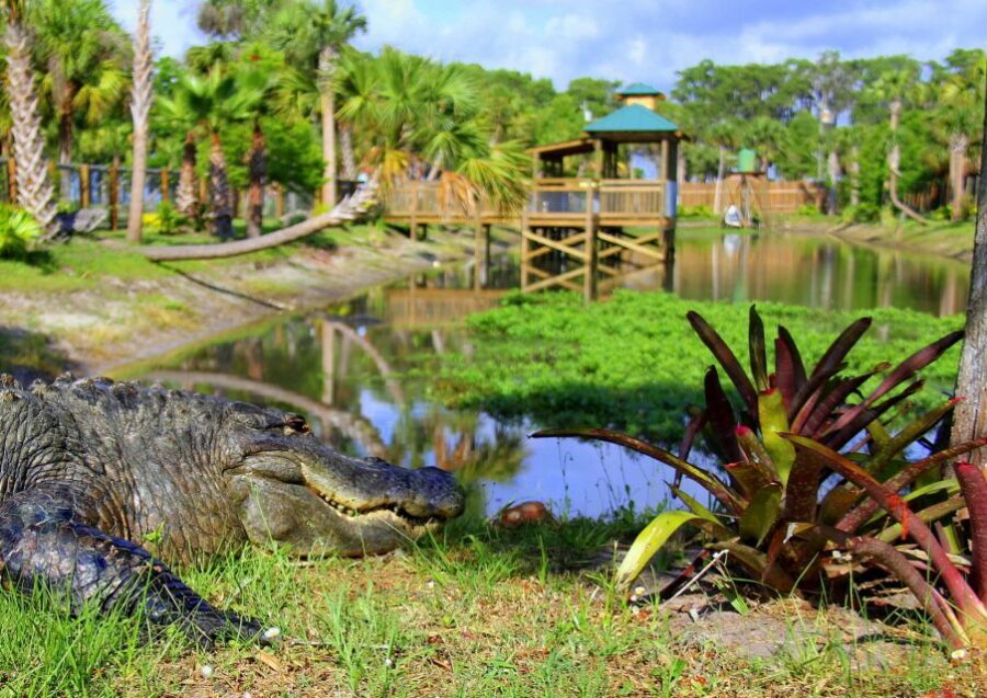 Orlando: Wild Florida Airboat Ride with Hotel Pickup & Lunch - Key Things to Know Before You Go