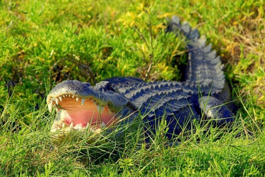 Orlando: Wild Florida Park Ticket and Gator Shows - Gift Shop Stops and the End of the Loop
