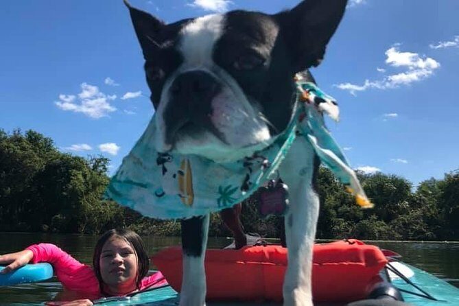 Paddle with Pups in Paradise - Paddleboard or Kayak - Paddling with pups: safety, comfort, and why this works