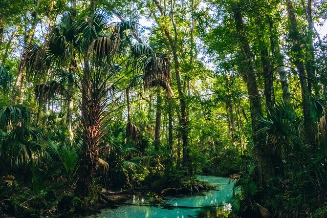 Rainbow Springs: Clear Kayak & Snorkel Eco Tour - Small Group Comfort and Tandem Kayaks: The Real-World Impact