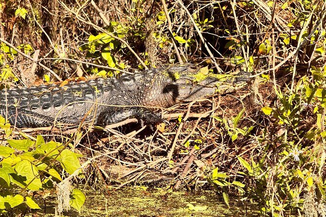 Sassy Silver Springs Kayak and Paddle Rental - Stop 1: Silver Springs State Park launch and that wildlife-below-your-paddle moment