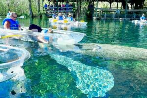 Sassy’s Silver Springs Kayak and Paddleboard Tours - Your Two-Hour Float at Silver Springs: What to Expect on the Water