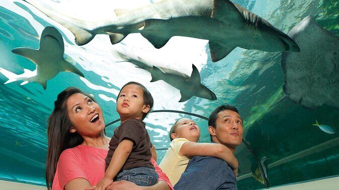 SEA LIFE Orlando Aquarium Admission Ticket at ICON Park - Key highlights worth planning around
